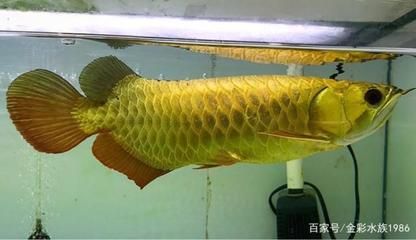 金龍魚養(yǎng)多久發(fā)色完整，關(guān)于金龍魚的發(fā)色過程