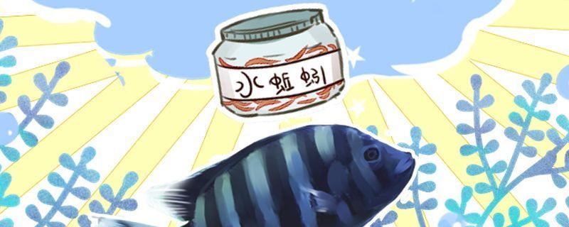 斑馬鴨嘴魚喂食頻率研究，斑馬鴨嘴魚喂食頻率和注意事項 觀賞魚市場（混養(yǎng)魚） 第5張