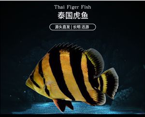 三紋虎魚硝化細(xì)菌維護(hù)，三紋虎魚的硝化細(xì)菌維護(hù)是確保魚類生態(tài)平衡和魚類健康的關(guān)鍵 虎魚百科