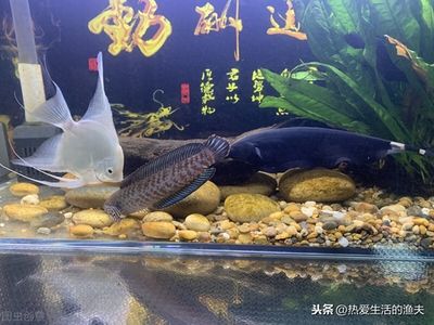 雷龍魚(yú)適宜的水溫范圍，雷龍魚(yú)水溫過(guò)高如何處理 觀賞魚(yú)市場(chǎng)（混養(yǎng)魚(yú)） 第4張