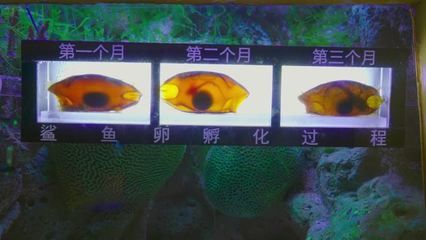 不同鯊魚卵孵化條件對(duì)比，鯊魚卵孵化條件上存在顯著差異 虎魚百科 第2張