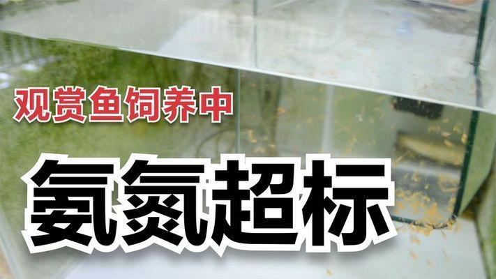 泰國雪鯽魚繁殖后如何控制氨含量，泰國雪鯽魚繁殖后怎樣控制氨含量 觀賞魚市場（混養(yǎng)魚） 第5張