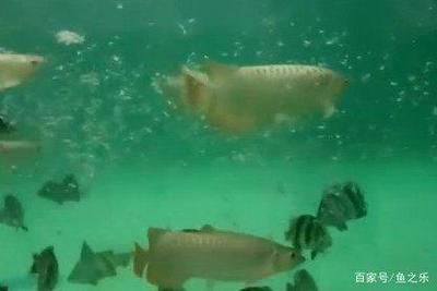 印尼四紋虎魚(yú)繁殖成功案例分享，印尼四紋虎魚(yú)繁殖成功案例分享印尼四紋虎魚(yú)繁殖成功案例分享 虎魚(yú)百科 第1張