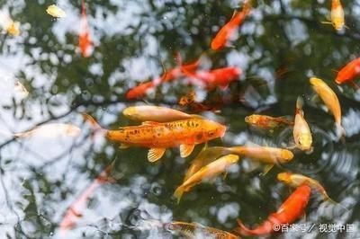 龍魚喂草金危險(xiǎn)嗎，如何判斷草金魚是否安全