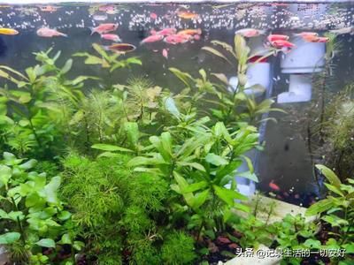 龍魚魚缸推薦哪種水草，龍魚魚缸水草養(yǎng)護(hù)技巧 虎魚百科 第3張