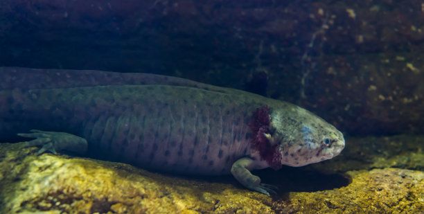 六角恐龍魚從魚缸蹦出來會跌死嗎，六角恐龍魚從魚缸蹦出來會跌死嗎？