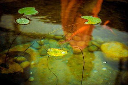 魚缸背景圖畫，如何自制魚缸背景畫魚缸背景圖高清素材下載 魚缸百科 第5張