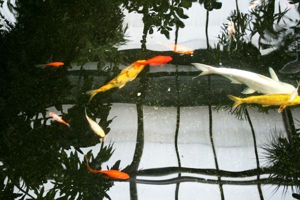 魚缸養(yǎng)魚文案怎么寫好，如何寫好魚缸養(yǎng)魚文案 魚缸百科 第3張