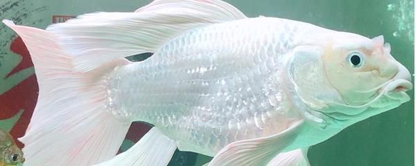 蝴蝶鯉繁殖期飼料選擇，蝴蝶鯉的繁殖期飼料選擇 觀賞魚市場(chǎng)（混養(yǎng)魚） 第5張