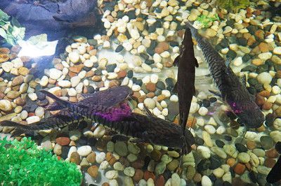 白化火箭魚飼料選擇指南，白化幽靈火箭魚飼料選擇指南，