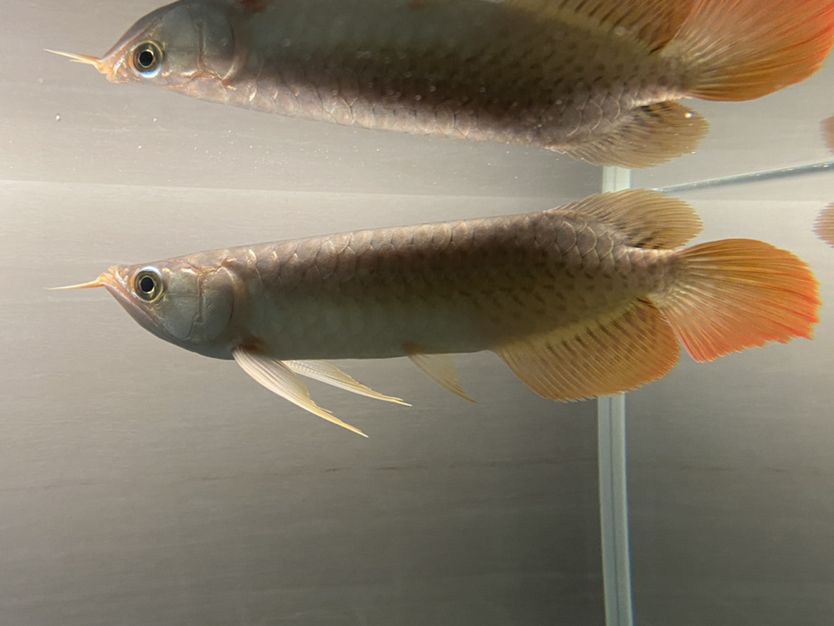 虎紋銀板魚(yú)食物選擇指南，虎紋銀板魚(yú)的食物選擇指南 虎魚(yú)百科 第5張