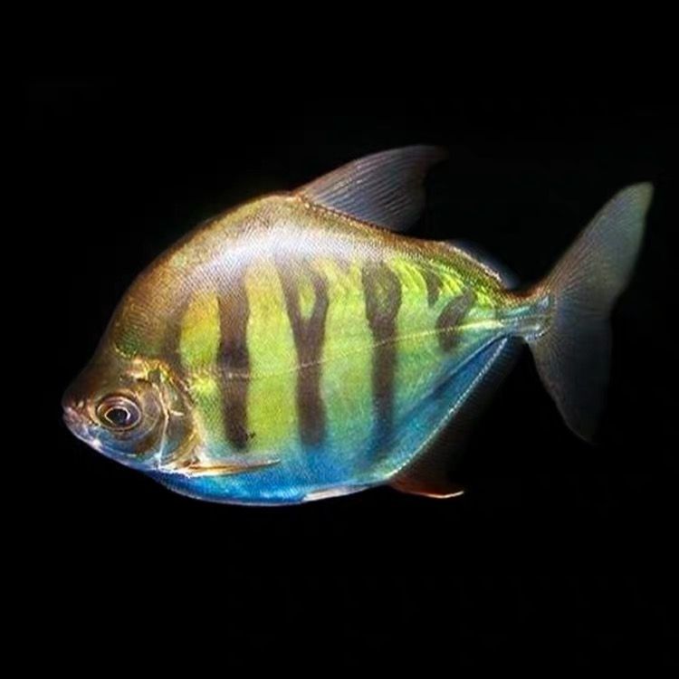 虎紋銀板魚(yú)食物選擇指南，虎紋銀板魚(yú)的食物選擇指南 虎魚(yú)百科 第3張