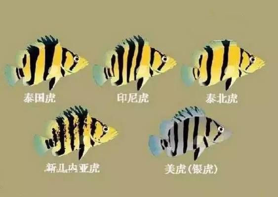 如何辨別泰國虎魚的品質，泰國虎魚品種特征對比，泰國虎魚選購注意事項 虎魚百科 第1張