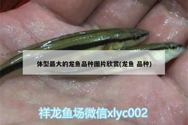 什么龍魚最大最好養(yǎng)，最大且最好養(yǎng)的龍魚品種有哪些？ 龍魚百科 第2張