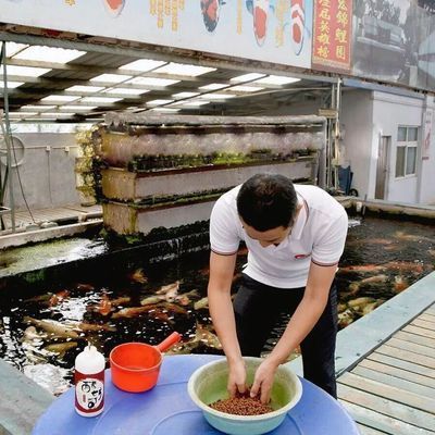 白寫錦鯉四季飲食指南，白寫錦鯉是觀賞魚中的一種，其飲食管理對(duì)健康至關(guān)重要