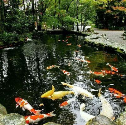 白寫(xiě)錦鯉四季飲食指南，白寫(xiě)錦鯉是觀賞魚(yú)中的一種，其飲食管理對(duì)健康至關(guān)重要 觀賞魚(yú)市場(chǎng)（混養(yǎng)魚(yú)） 第4張