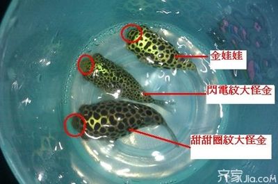 潛水艇魚，潛水艇魚與同類混養(yǎng)指南，