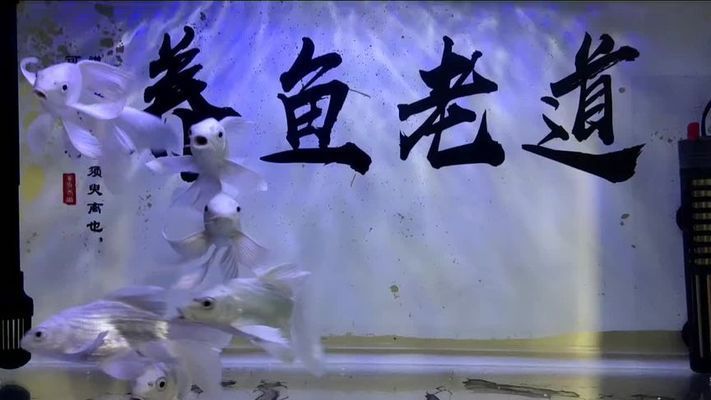 魚缸一般多久換次水，如何正確飼養(yǎng)新水魚缸換水步驟詳解 魚缸百科 第1張