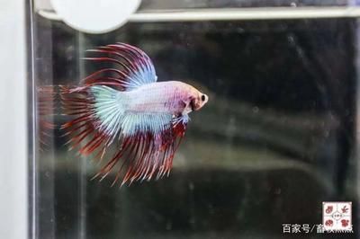 龍魚(yú)哪個(gè)國(guó)家的品種最好，印度尼西亞、馬來(lái)西亞、馬來(lái)西亞龍魚(yú)觀(guān)賞價(jià)值對(duì)比