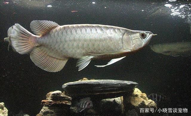 混養(yǎng)魚類選擇指南，混養(yǎng)時(shí)水質(zhì)管理技巧，攻擊性魚類混養(yǎng)注意事項(xiàng) 虎魚百科 第5張