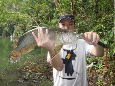 龍魚(yú)吃的很少，如何判斷龍魚(yú)健康狀態(tài) 龍魚(yú)百科 第4張