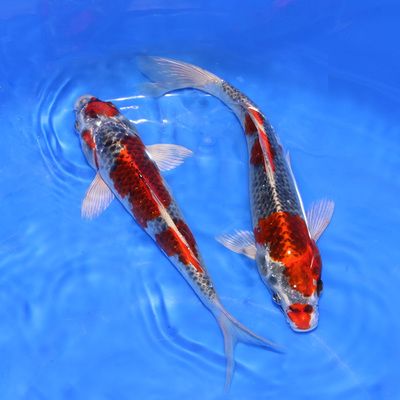 三色錦鯉魚，三色錦鯉魚的繁殖方法，如何養(yǎng)護(hù)三色錦鯉魚的生活習(xí)性 觀賞魚市場(chǎng)（混養(yǎng)魚） 第5張