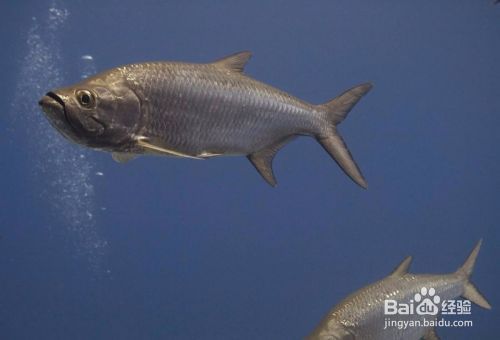 海象魚(yú)白點(diǎn)病的治療方法，海象魚(yú)白點(diǎn)病治療方法 觀賞魚(yú)市場(chǎng)（混養(yǎng)魚(yú)） 第3張