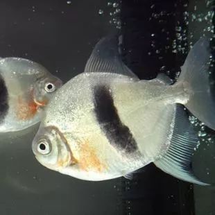 粗線銀板魚苗幼魚飼料搭配，粗線銀板魚幼魚飼料搭配建議粗線銀板魚幼魚飼料喂食技巧 觀賞魚市場（混養(yǎng)魚） 第1張