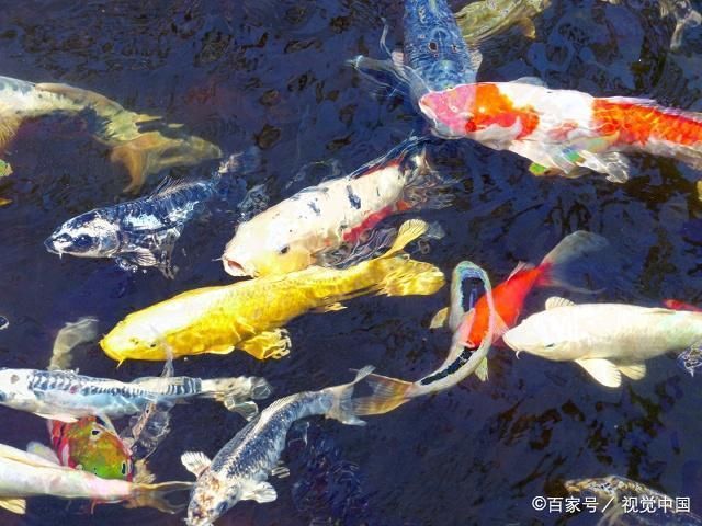 錦鯉品種鑒別技巧，錦鯉品種鑒別 觀賞魚(yú)市場(chǎng)（混養(yǎng)魚(yú)） 第2張