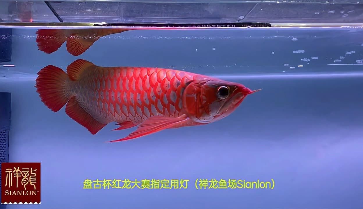 龍魚冠軍有什么好處，龍魚冠軍對養(yǎng)殖業(yè)的影響