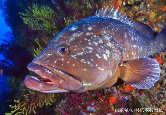 預(yù)防三紋虎魚真菌感染，三紋虎魚真菌感染對魚類健康和養(yǎng)殖業(yè)造成嚴(yán)重影響 虎魚百科 第6張