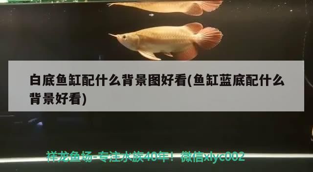 魚缸說說配圖，如何挑選風(fēng)水魚缸裝飾品魚缸背景圖案的選擇技巧 魚缸百科 第3張