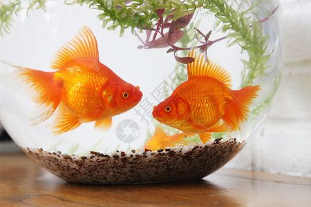 魚缸說說配圖，如何挑選風(fēng)水魚缸裝飾品魚缸背景圖案的選擇技巧 魚缸百科 第4張