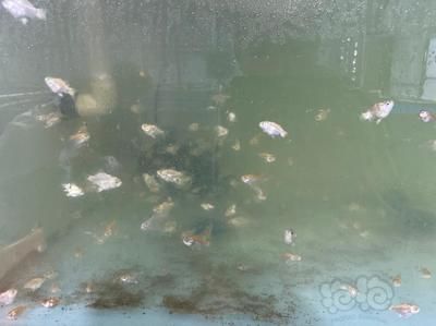 蝴蝶鯉魚苗飼料品牌推薦，水族飼料品牌蝴蝶鯉飼料品牌：蝴蝶鯉專用飼料品牌 虎魚百科 第5張