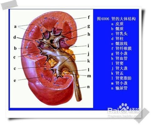 龍魚有營養(yǎng)嗎，龍魚與鱈魚營養(yǎng)對比，龍魚營養(yǎng)對比 龍魚百科 第5張