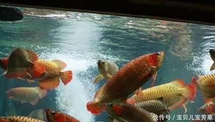 龍魚混養(yǎng)水溫控制要點，龍魚混養(yǎng)水質(zhì)管理技巧