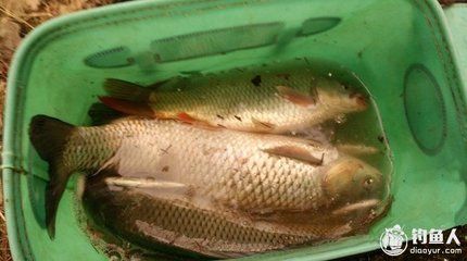 白板飛鳳魚苗適宜水溫范圍，白板飛鳳魚苗適宜水溫范圍是23-32攝氏度 觀賞魚市場（混養(yǎng)魚） 第2張