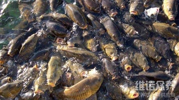 七紋巨鯉魚飼料選擇指南，七紋巨鯉魚飼料品牌推薦七紋巨鯉魚飼料保存技巧 觀賞魚市場（混養(yǎng)魚） 第1張