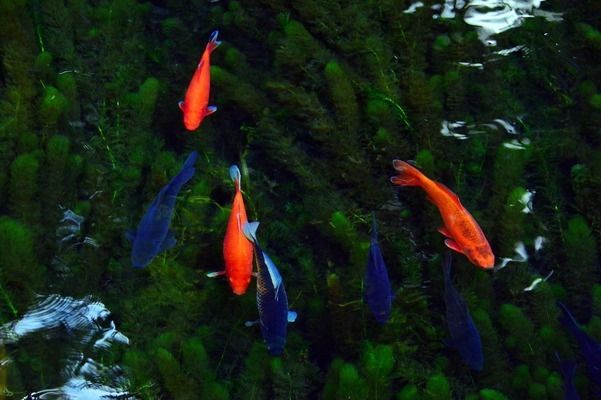 藍龍虎魚特殊飼料介紹，藍龍虎魚飼料品牌推薦，藍龍魚飼料品牌推薦， 虎魚百科 第5張