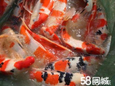 大正錦鯉魚適宜的飼料選擇，大正錦鯉魚適宜的飼料選擇包括動植物餌料（如紅蟲等） 觀賞魚市場（混養(yǎng)魚） 第2張