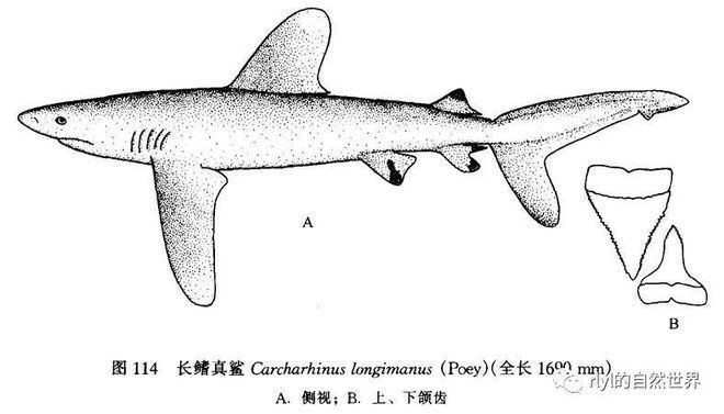 鯊魚攻擊高發(fā)區(qū)域分布，全球鯊魚攻擊的高發(fā)區(qū)域分析 虎魚百科 第3張