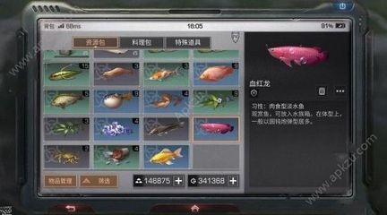 超血紅龍魚捕獵時機(jī)選擇，超血紅龍魚合法捕撈規(guī)定，超血紅龍魚釣魚技巧分享 觀賞魚市場（混養(yǎng)魚） 第5張