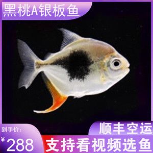 細(xì)線銀版魚飼料選擇技巧，細(xì)線銀版魚飼料及牌推薦 觀賞魚市場（混養(yǎng)魚） 第3張