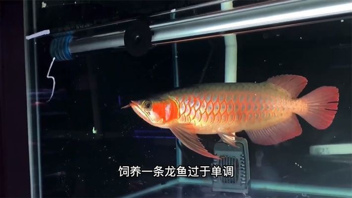 龍魚配魚推薦，適合與龍魚混養(yǎng)的幾種魚類 魚缸百科 第1張