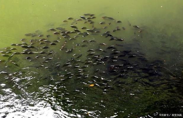 雪鯽魚繁殖水溫波動影響，冬季鯽魚繁殖對策，鯽魚繁殖期如何控溫？ 觀賞魚市場（混養(yǎng)魚） 第3張