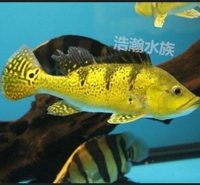 如何選擇招財(cái)貓魚混養(yǎng)伴侶，招財(cái)貓魚與金魚混養(yǎng)伴侶的飼養(yǎng)技巧 虎魚百科 第3張