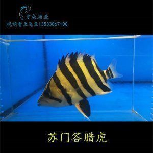 四紋虎魚(yú)市場(chǎng)行情分析，四紋虎魚(yú)市場(chǎng)行情受多種因素影響四紋虎魚(yú)價(jià)格取決于上漲 虎魚(yú)百科 第1張