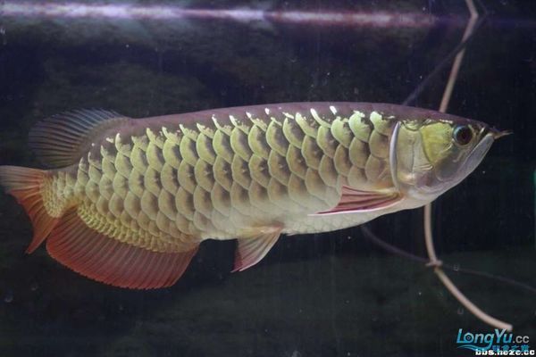 龍魚怎么區(qū)分過背還是高背的，過背龍魚與高背龍魚的飼養(yǎng)技巧有哪些高背龍魚的日常護(hù)理要點(diǎn) 龍魚百科 第5張