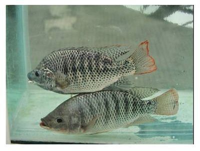 白子銀版魚(yú)常見(jiàn)疾病及防治，白子銀版魚(yú)常見(jiàn)疾病及其防治 觀賞魚(yú)市場(chǎng)（混養(yǎng)魚(yú)） 第2張