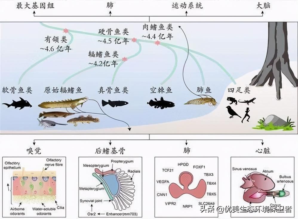 肺魚基因組研究的最新進(jìn)展，美洲肺魚基因組研究的最新進(jìn)展 觀賞魚市場(chǎng)（混養(yǎng)魚） 第5張